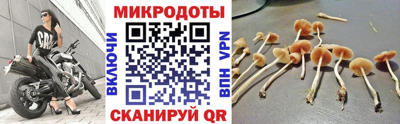 Псилоцибиновые грибы Psilocybine cubensis Купить закладки Канаш